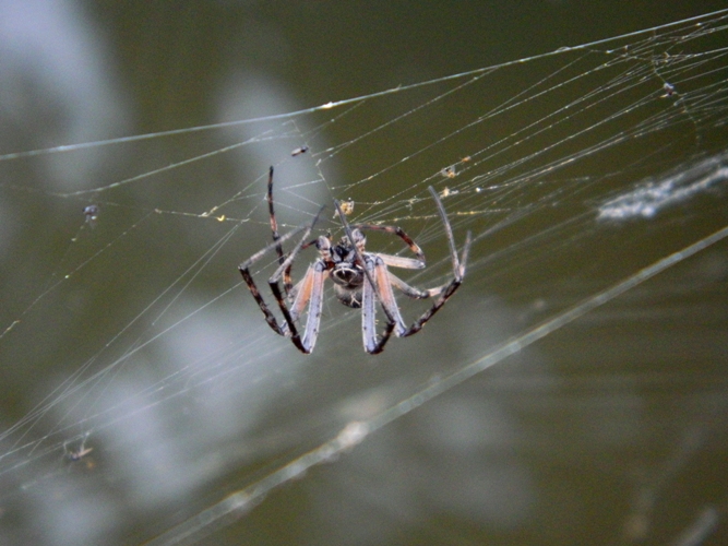 Assembramento di Larinioides sclopetarius - Viadana (MN)